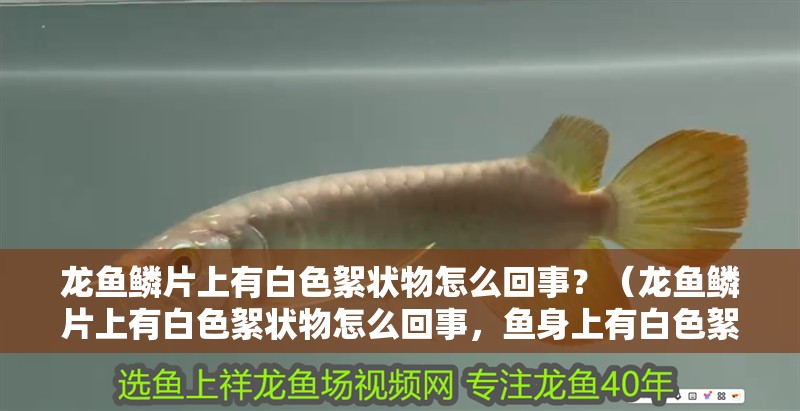 龍魚(yú)鱗片上有白色絮狀物怎么回事？（龍魚(yú)鱗片上有白色絮狀物怎么回事，魚(yú)身上有白色絮狀物怎么回事）