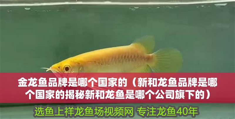 金龍魚品牌是哪個國家的（新和龍魚品牌是哪個國家的揭秘新和龍魚是哪個公司旗下的）