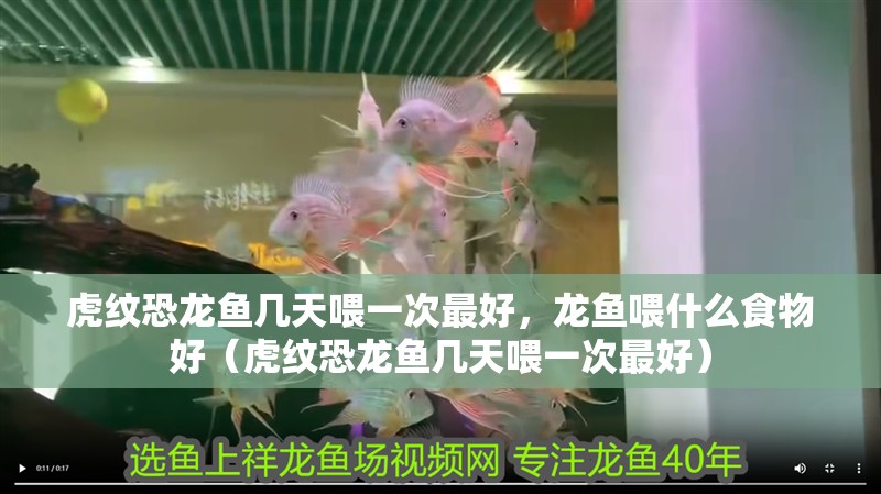 虎紋恐龍魚幾天喂一次最好，龍魚喂什么食物好（虎紋恐龍魚幾天喂一次最好）