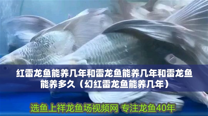 紅雷龍魚能養(yǎng)幾年和雷龍魚能養(yǎng)幾年和雷龍魚能養(yǎng)多久（幻紅雷龍魚能養(yǎng)幾年）