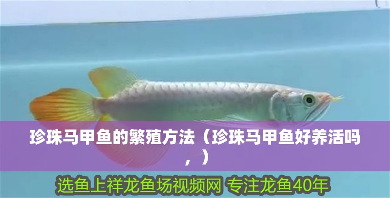 珍珠馬甲魚的繁殖方法（珍珠馬甲魚好養(yǎng)活嗎，）