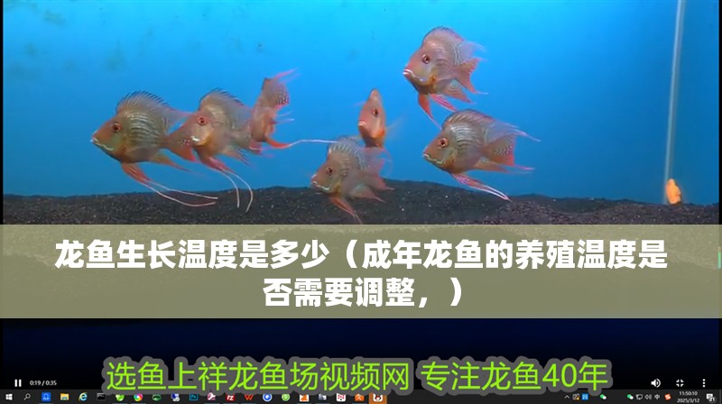 龍魚生長溫度是多少（成年龍魚的養(yǎng)殖溫度是否需要調整，）