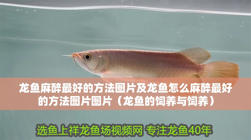 龍魚干蝦有營養(yǎng)嗎 龍魚麻醉最好的方法圖片及龍魚怎么麻醉最好的方法圖片圖片(龍魚的飼養(yǎng)與飼養(yǎng)) 觀賞魚百科 龍魚麻醉最好的方法圖片及龍魚怎么麻醉最好的方法圖片圖片(龍魚的飼養(yǎng)與飼養(yǎng)) 龍魚麻醉最好的方法圖片及龍魚怎么麻醉最好的方法圖片圖片(龍魚的飼養(yǎng)與飼養(yǎng)) 觀賞魚百科