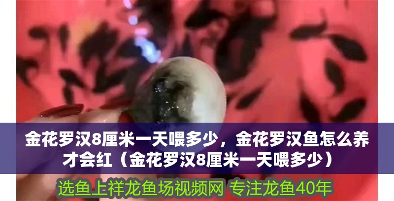 金花羅漢8厘米一天喂多少，金花羅漢魚怎么養才會紅（金花羅漢8厘米一天喂多少）