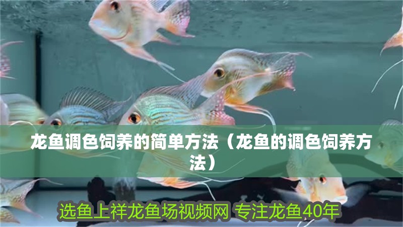 龍魚調色飼養的簡單方法（龍魚的調色飼養方法）