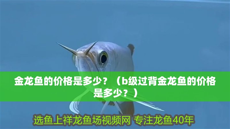 金龍魚的價格是多少？（b級過背金龍魚的價格是多少？）