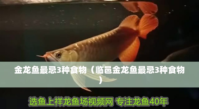 金龍魚最忌3種食物（臨邑金龍魚最忌3種食物）