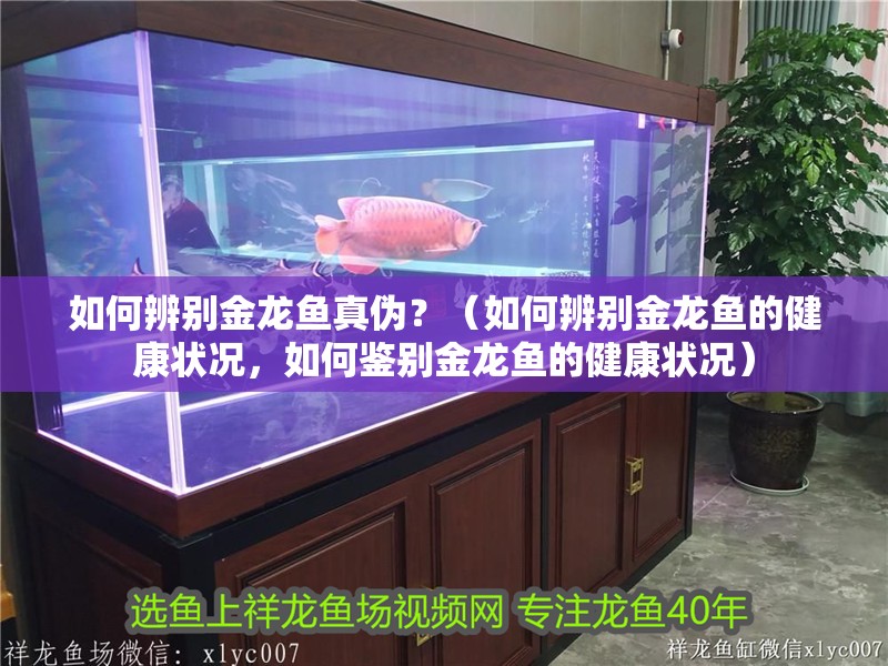 如何辨別金龍魚真?zhèn)危浚ㄈ绾伪鎰e金龍魚的健康狀況，如何鑒別金龍魚的健康狀況）