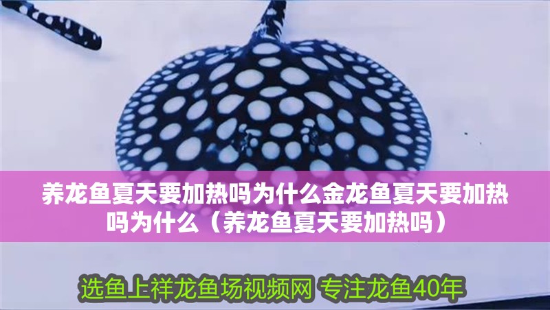 養龍魚夏天要加熱嗎為什么金龍魚夏天要加熱嗎為什么（養龍魚夏天要加熱嗎）