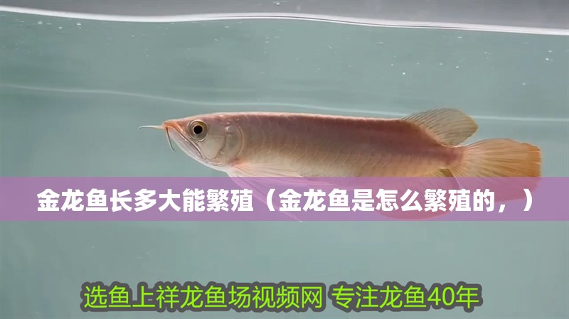 金龍魚長多大能繁殖（金龍魚是怎么繁殖的，）