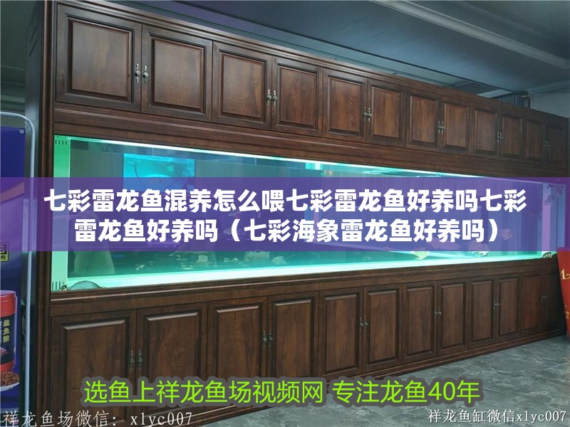 七彩雷龍魚混養(yǎng)怎么喂七彩雷龍魚好養(yǎng)嗎七彩雷龍魚好養(yǎng)嗎（七彩海象雷龍魚好養(yǎng)嗎）