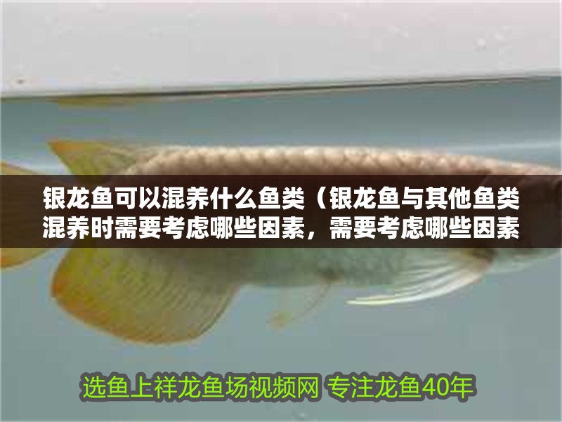 銀龍魚可以混養什么魚類（銀龍魚與其他魚類混養時需要考慮哪些因素，需要考慮哪些因素）
