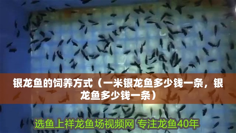 銀龍魚的飼養方式（一米銀龍魚多少錢一條，銀龍魚多少錢一條）