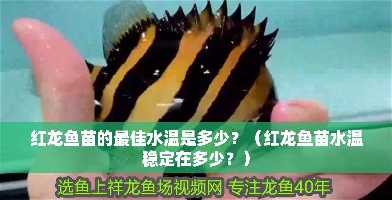 紅龍魚苗的最佳水溫是多少？（紅龍魚苗水溫穩(wěn)定在多少？）