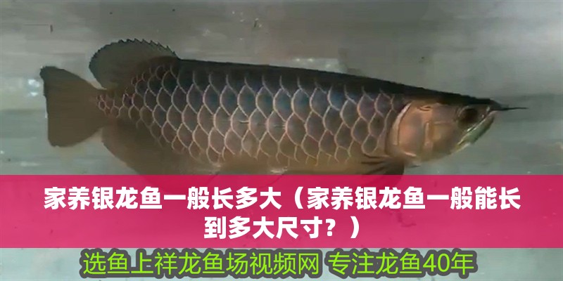 家養(yǎng)銀龍魚(yú)一般長(zhǎng)多大（家養(yǎng)銀龍魚(yú)一般能長(zhǎng)到多大尺寸？）