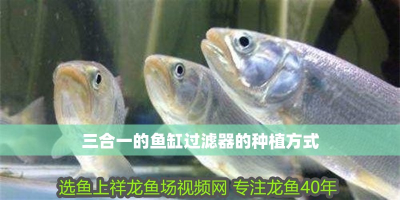 三合一的魚缸過濾器的種植方式