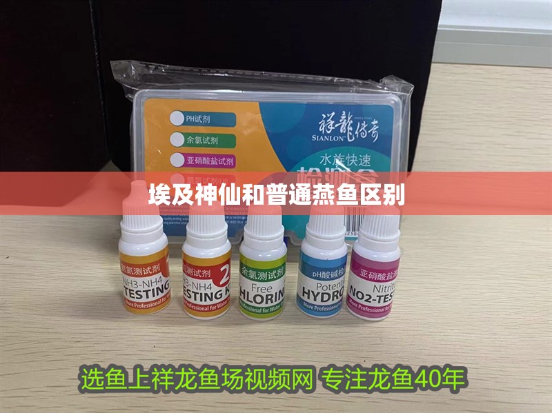 埃及神仙和普通燕魚區(qū)別