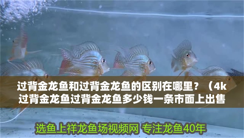 過背金龍魚和過背金龍魚的區別在哪里？（4k過背金龍魚過背金龍魚多少錢一條市面上出售的紅金龍魚）