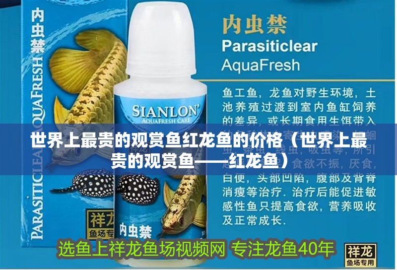 世界上最貴的觀賞魚紅龍魚的價格（世界上最貴的觀賞魚——紅龍魚）