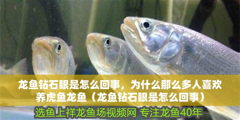 龍魚(yú)鉆石眼是怎么回事，為什么那么多人喜歡養(yǎng)虎魚(yú)龍魚(yú)（龍魚(yú)鉆石眼是怎么回事）