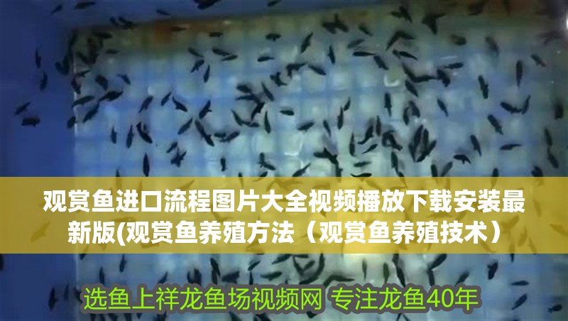觀賞魚進(jìn)口流程圖片大全視頻播放下載安裝最新版(觀賞魚養(yǎng)殖方法（觀賞魚養(yǎng)殖技術(shù)）