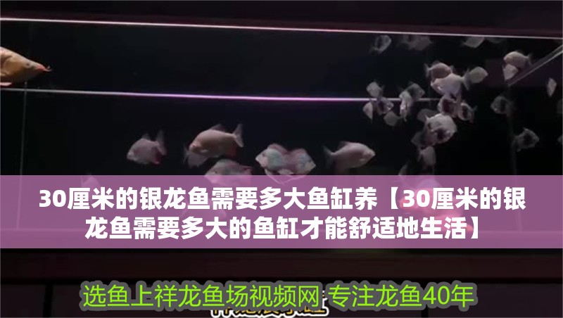 30厘米的銀龍魚需要多大魚缸養【30厘米的銀龍魚需要多大的魚缸才能舒適地生活】