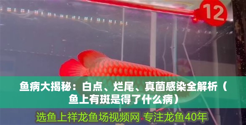 魚病大揭秘：白點、爛尾、真菌感染全解析（魚上有斑是得了什么病）