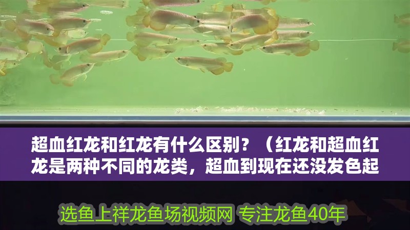 超血紅龍和紅龍有什么區別？（紅龍和超血紅龍是兩種不同的龍類，超血到現在還沒發色起來）