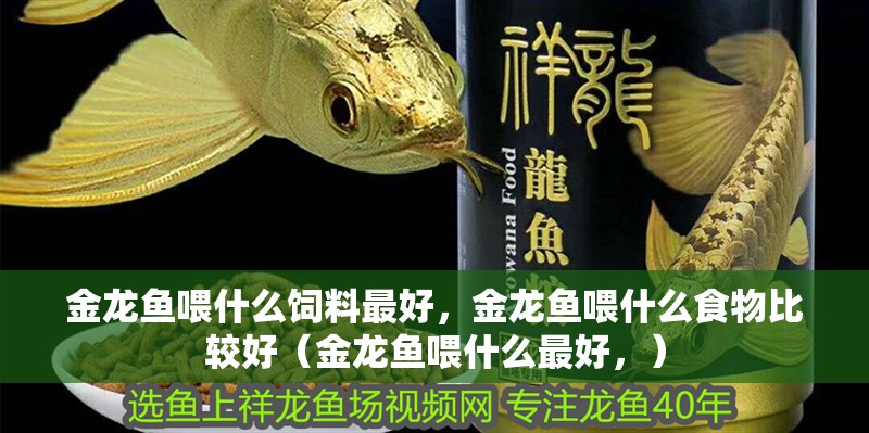 金龍魚喂什么飼料最好，金龍魚喂什么食物比較好（金龍魚喂什么最好，）