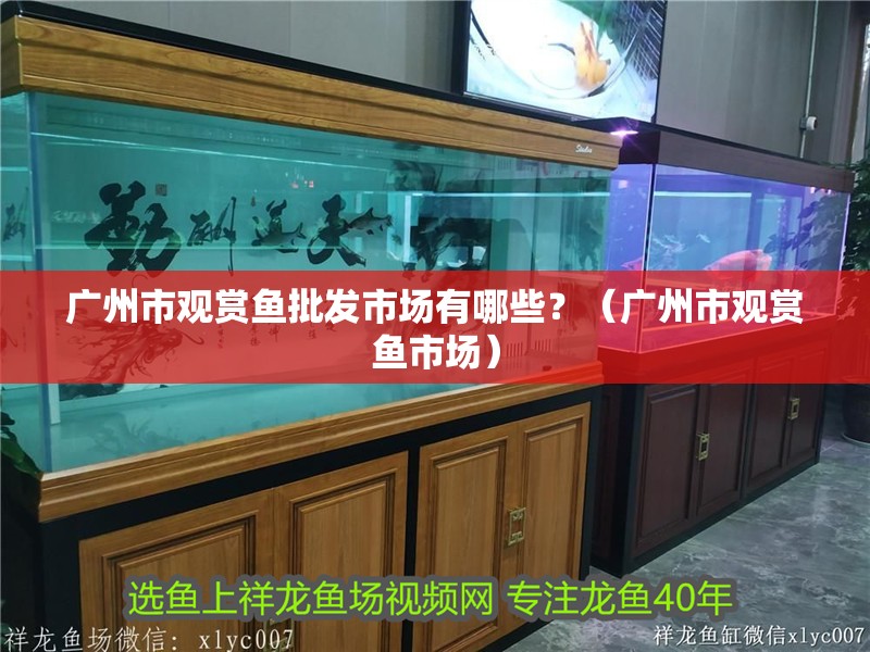 廣州市觀賞魚批發市場有哪些？（廣州市觀賞魚市場）