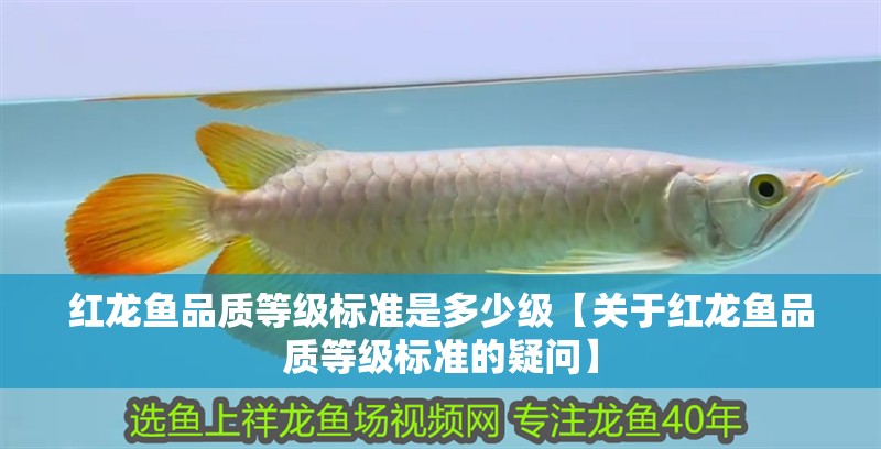 紅龍魚品質等級標準是多少級【關于紅龍魚品質等級標準的疑問】