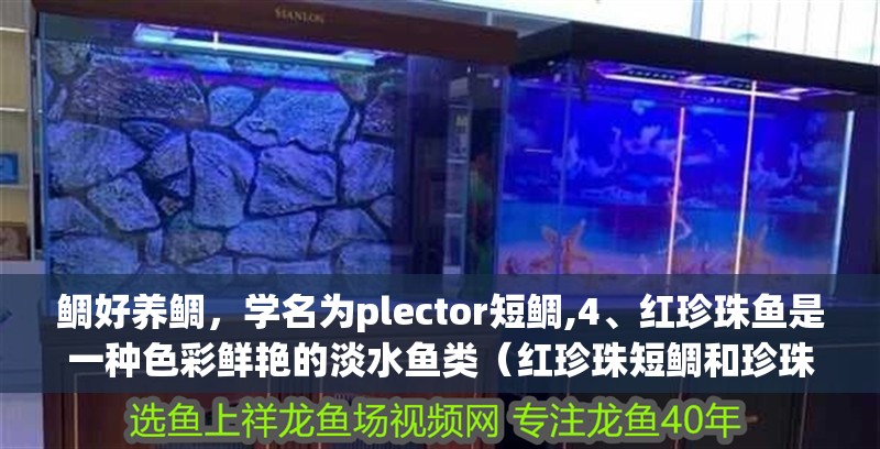 鯛好養(yǎng)鯛，學名為plector短鯛,4、紅珍珠魚是一種色彩鮮艷的淡水魚類（紅珍珠短鯛和珍珠鯛魚圖片的介紹到此就結(jié)束了）