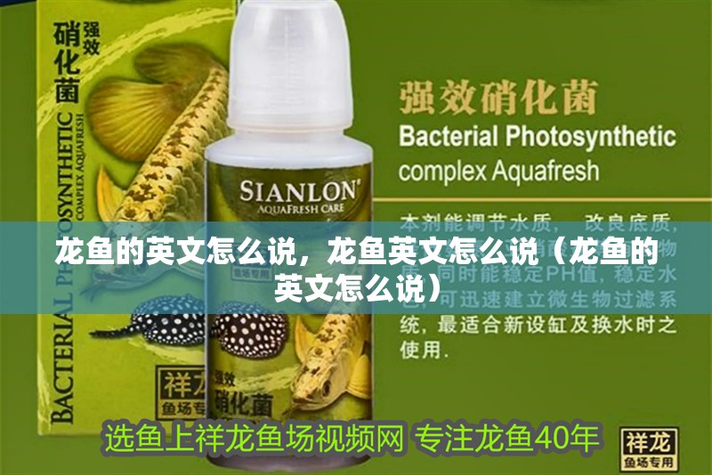 龍魚的英文怎么說，龍魚英文怎么說（龍魚的英文怎么說） 龍魚的英文怎么說，龍魚英文怎么說（龍魚的英文怎么說） 觀賞魚百科 第2張
