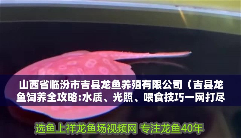 山西省臨汾市吉縣龍魚養殖有限公司（吉縣龍魚飼養全攻略:水質、光照、喂食技巧一網打盡）