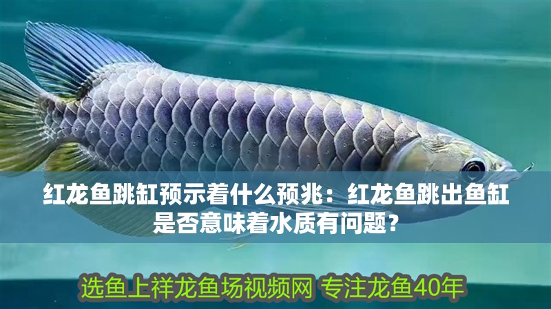 紅龍魚跳缸預示著什么預兆：紅龍魚跳出魚缸是否意味著水質有問題？