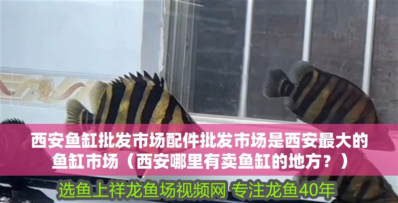 西安魚缸批發市場配件批發市場是西安最大的魚缸市場（西安哪里有賣魚缸的地方？）