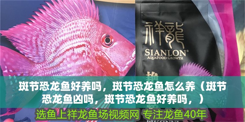 斑節恐龍魚好養嗎，斑節恐龍魚怎么養（斑節恐龍魚兇嗎，斑節恐龍魚好養嗎，）