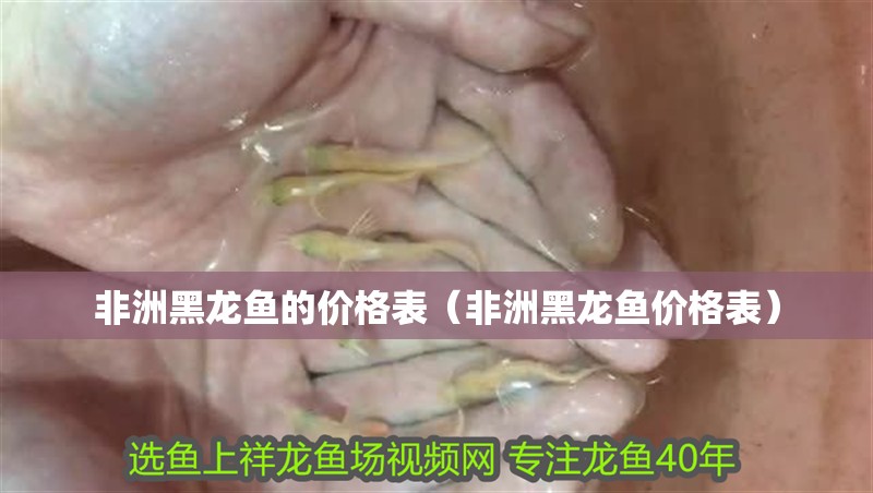非洲黑龍魚的價格表（非洲黑龍魚價格表）