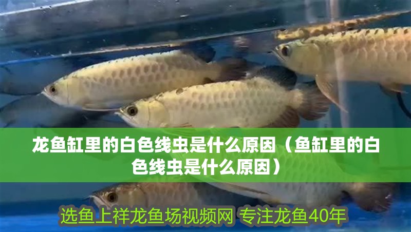 龍魚缸里的白色線蟲是什么原因（魚缸里的白色線蟲是什么原因）
