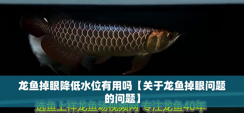 龍魚掉眼降低水位有用嗎【關(guān)于龍魚掉眼問題的問題】