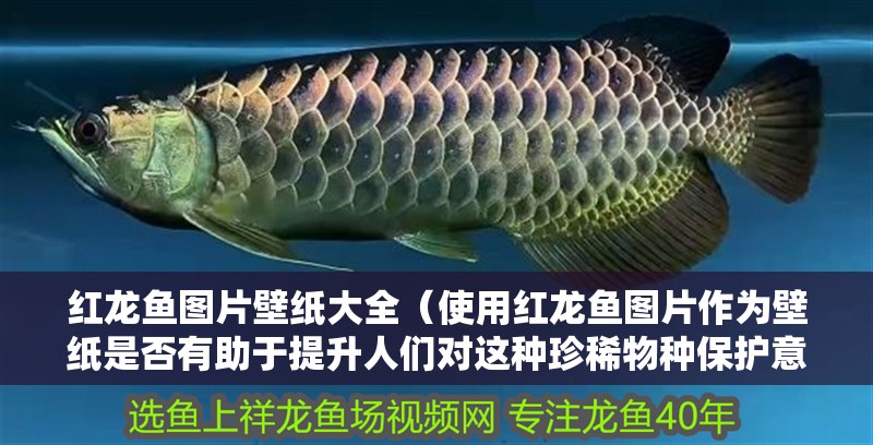 紅龍魚圖片壁紙大全（使用紅龍魚圖片作為壁紙是否有助于提升人們對這種珍稀物種保護意識？）