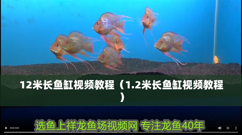 12米長魚缸視頻教程（1.2米長魚缸視頻教程）