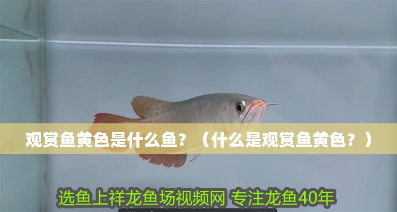 觀賞魚黃色是什么魚？（什么是觀賞魚黃色？）