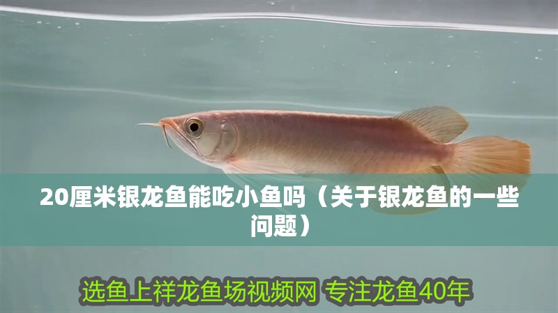 20厘米銀龍魚能吃小魚嗎（關(guān)于銀龍魚的一些問題）