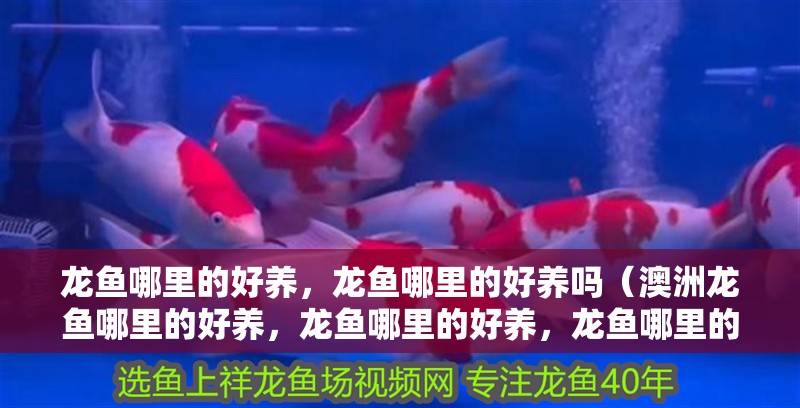 龍魚哪里的好養(yǎng)，龍魚哪里的好養(yǎng)嗎（澳洲龍魚哪里的好養(yǎng)，龍魚哪里的好養(yǎng)，龍魚哪里的好養(yǎng)嗎）