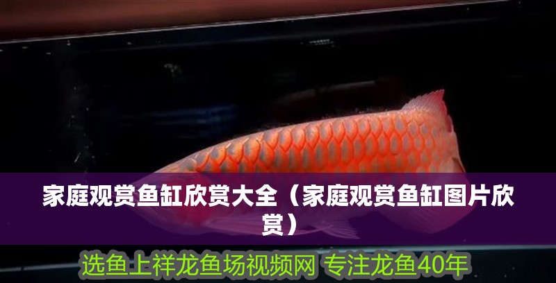 家庭觀賞魚缸欣賞大全（家庭觀賞魚缸圖片欣賞）