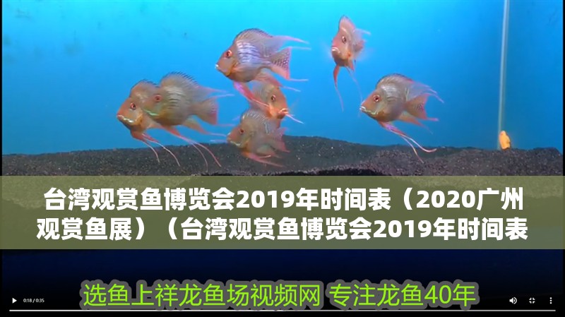 臺灣觀賞魚博覽會2019年時間表（2020廣州觀賞魚展）（臺灣觀賞魚博覽會2019年時間表）