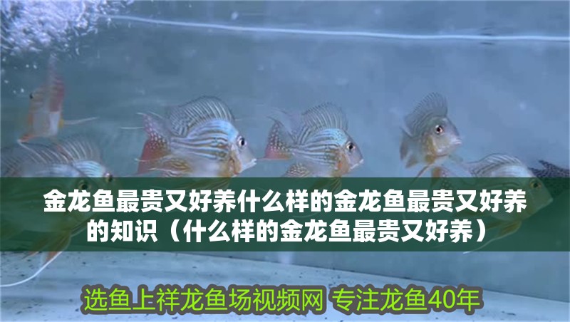 金龍魚最貴又好養(yǎng)什么樣的金龍魚最貴又好養(yǎng)的知識（什么樣的金龍魚最貴又好養(yǎng)） 金龍魚最貴又好養(yǎng)什么樣的金龍魚最貴又好養(yǎng)的知識（什么樣的金龍魚最貴又好養(yǎng)） 觀賞魚百科