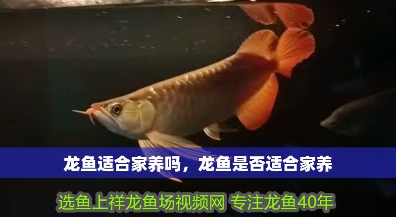 龍魚適合家養(yǎng)嗎，龍魚是否適合家養(yǎng)