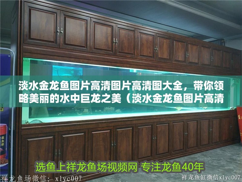 淡水金龍魚圖片高清圖片高清圖大全，帶你領(lǐng)略美麗的水中巨龍之美（淡水金龍魚圖片高清圖大全）